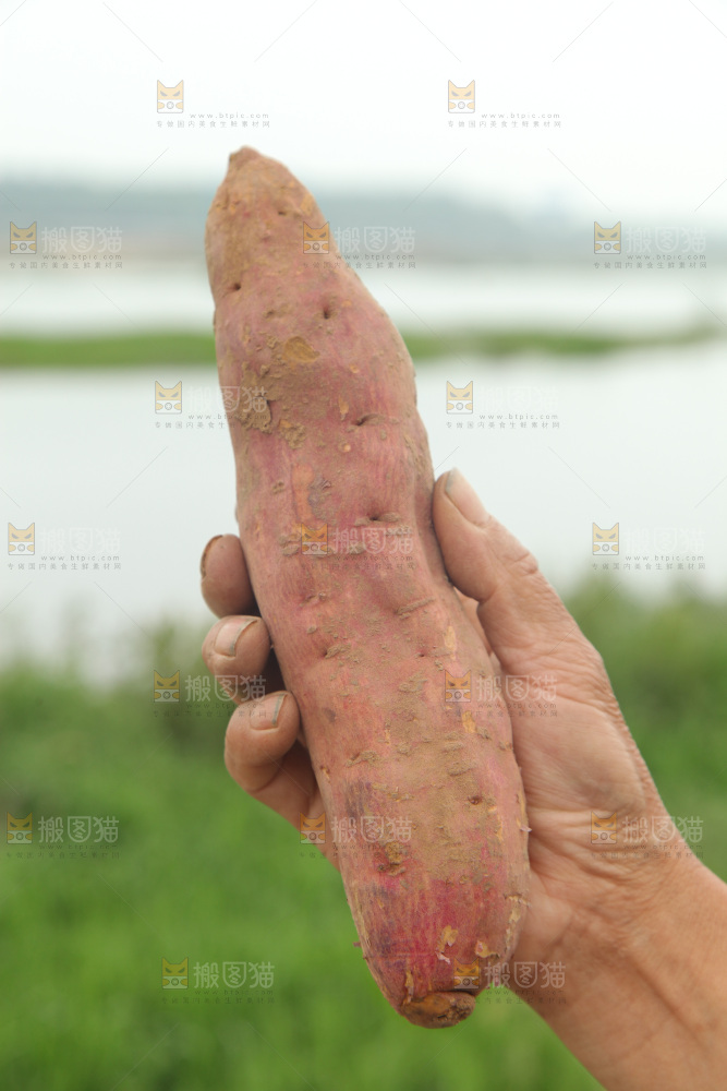 手里拿着板栗红薯