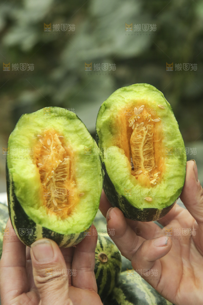 手里拿着博洋9号