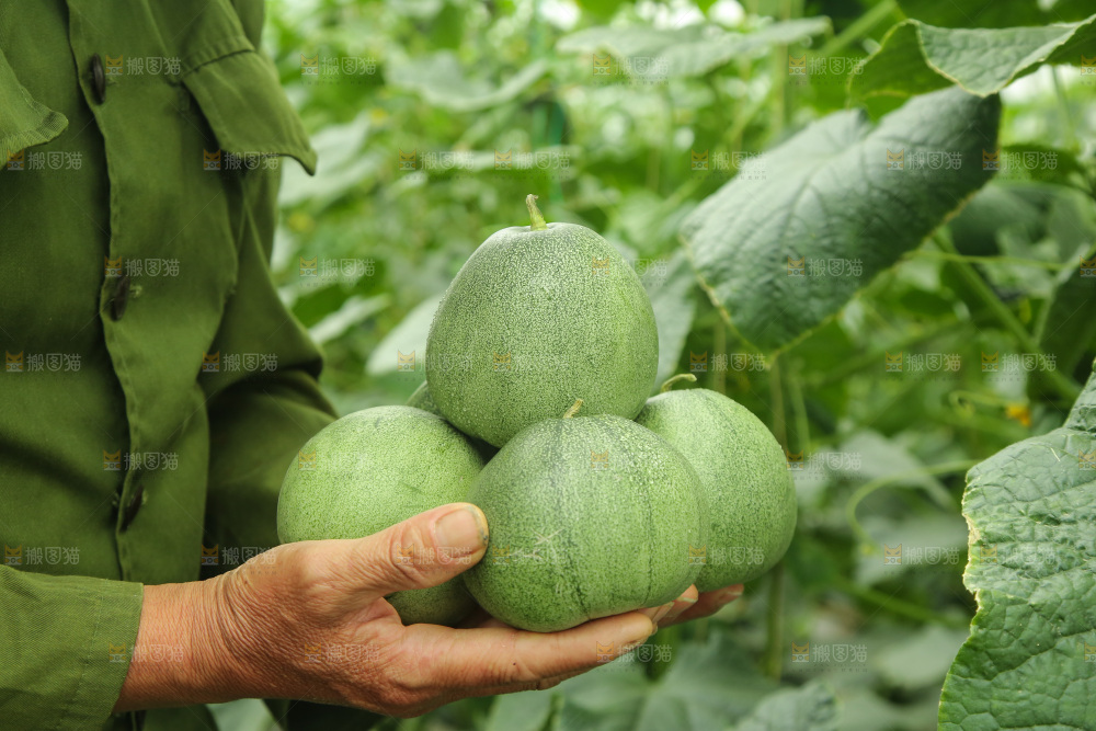 手里捧着绿宝甜瓜