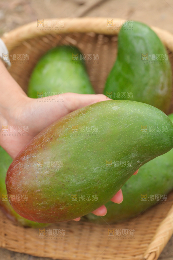 手里拿着大金煌芒