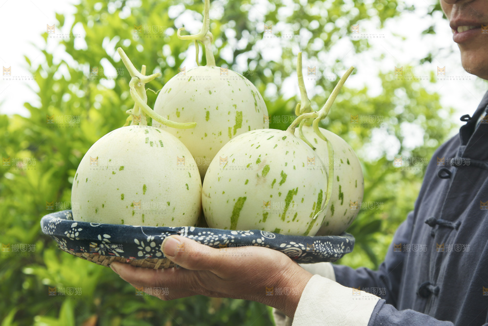 手里端着一篮月露流星蜜瓜