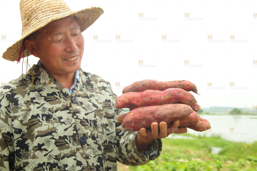 手里捧着陕西板栗薯