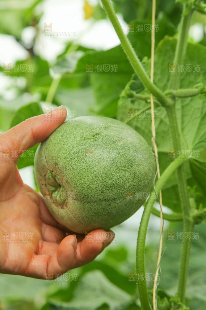 采摘绿宝甜瓜
