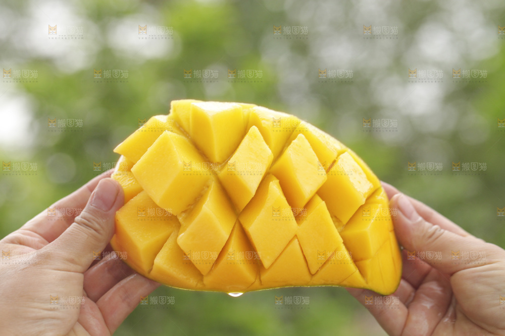 手里拿着水仙芒
