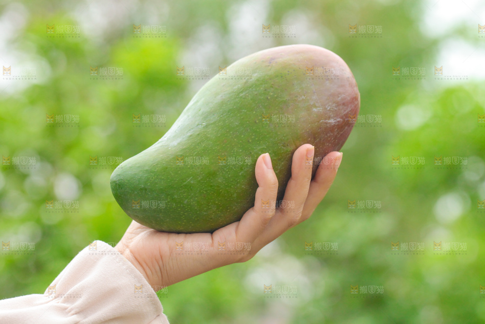 手里拿着大金煌芒
