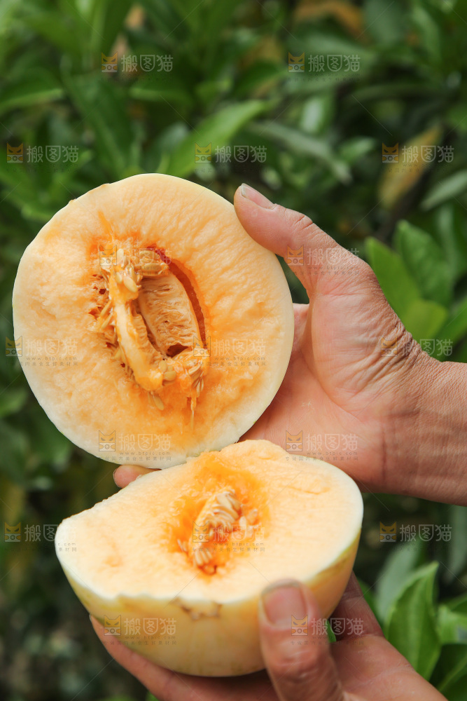 掰成两半的红心月露流星蜜瓜
