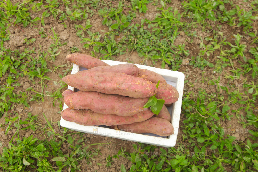 一箱白心板栗红薯