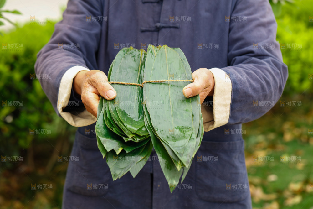 手拿着新鲜粽叶