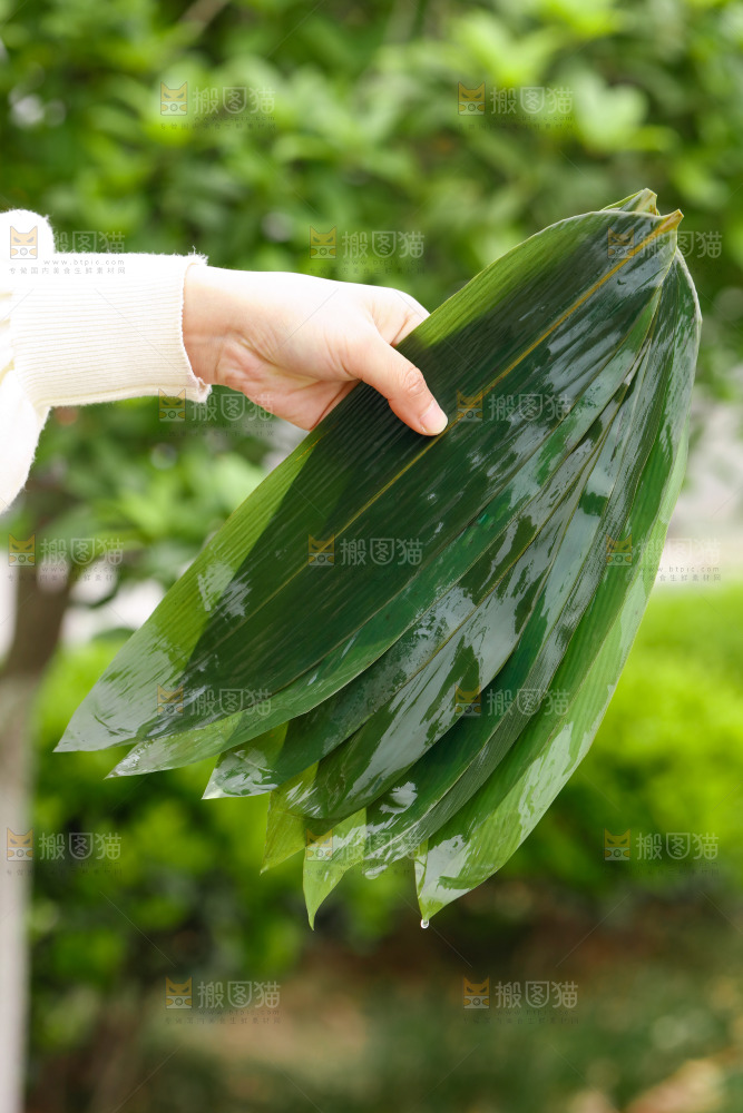 手里拿着新鲜粽叶