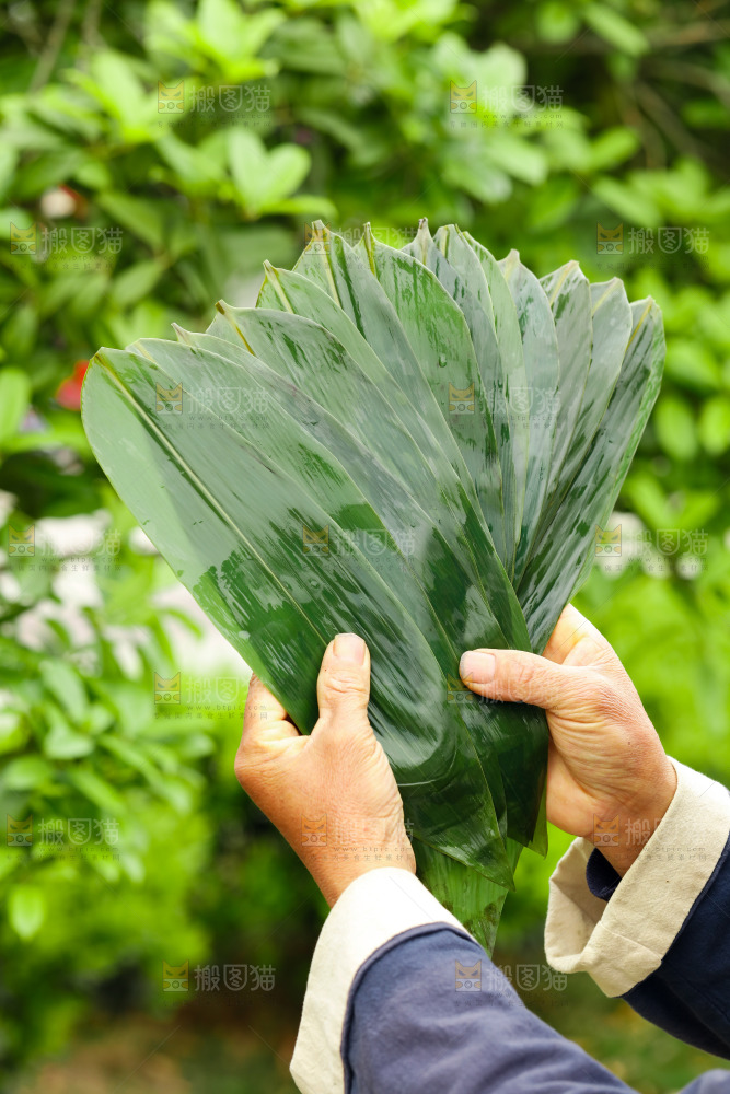 手里拿着新鲜粽叶