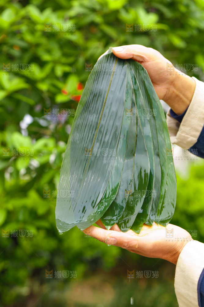 手里拿着新鲜粽叶
