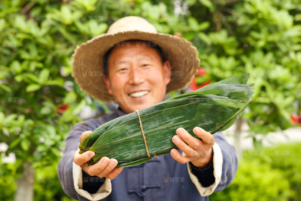 手拿着新鲜粽叶