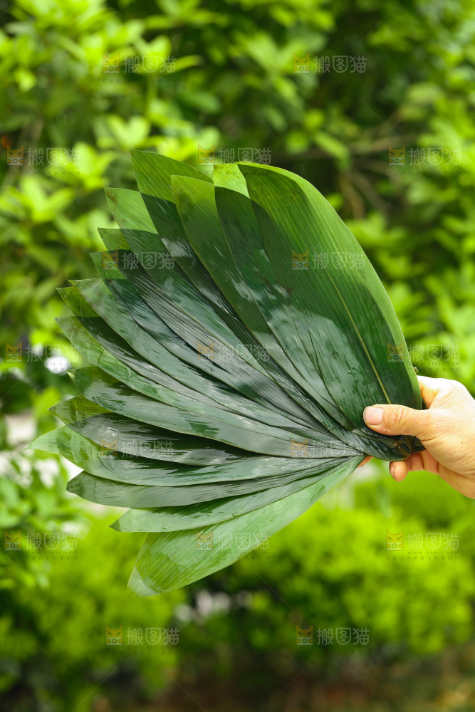 手里拿着粽叶