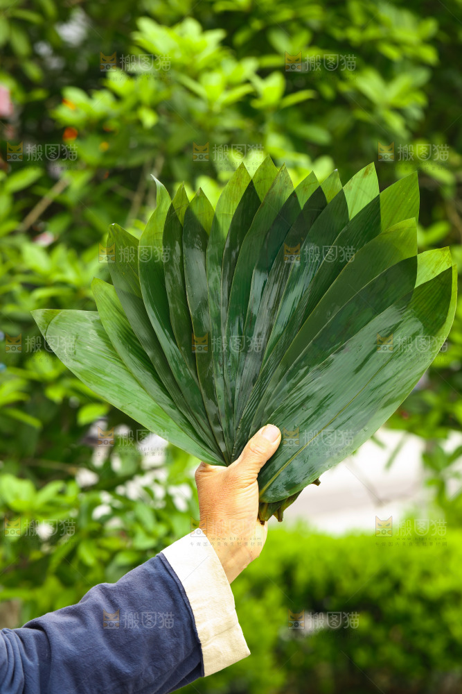 手里拿着粽叶