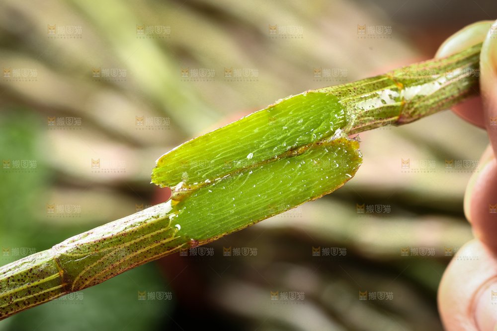 手里拿着新鲜石斛