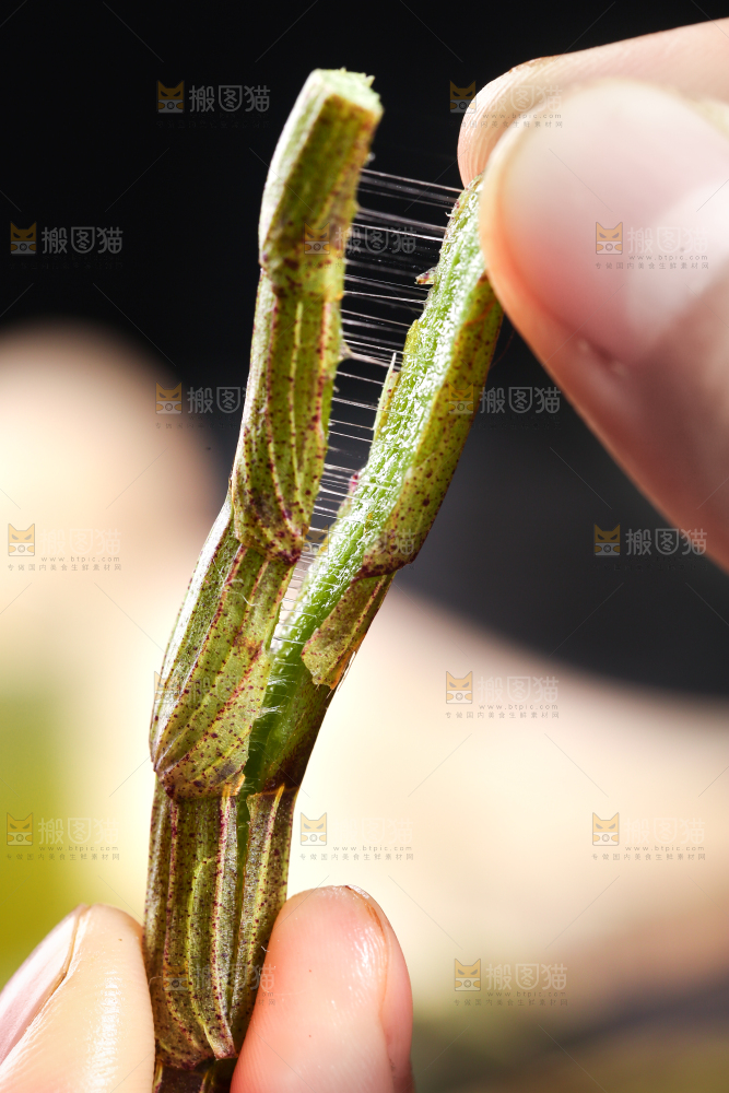 手里拿着石斛鲜条