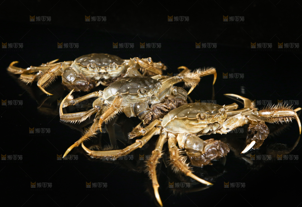 黑底上的鲜活大闸蟹