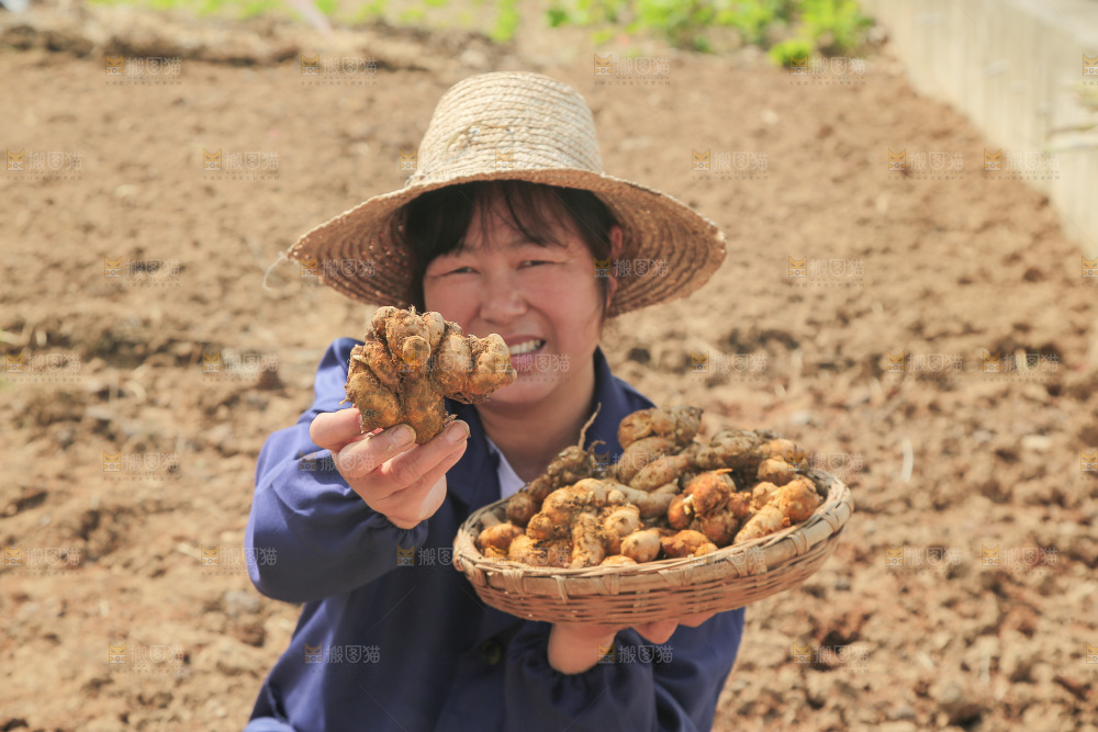 农田里女人手端着一篮新鲜沙姜