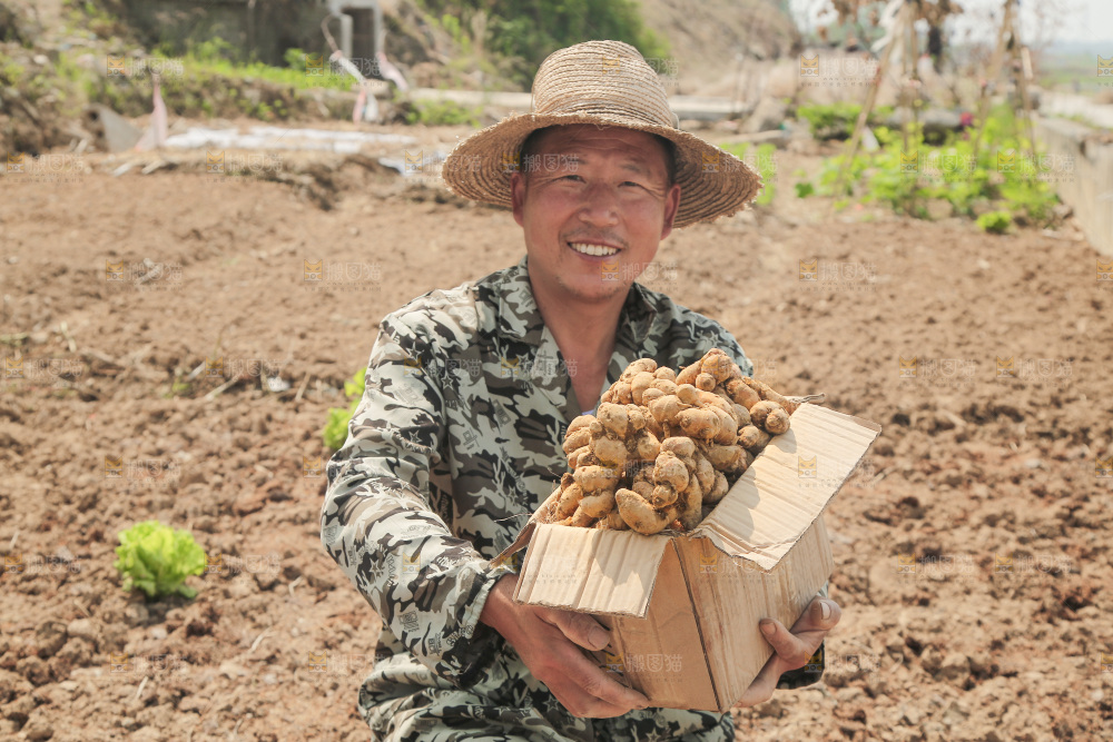 农田里农民手拿着一箱沙姜