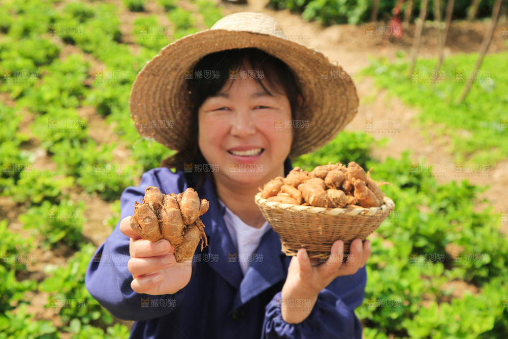 农田里女人手拿着沙姜