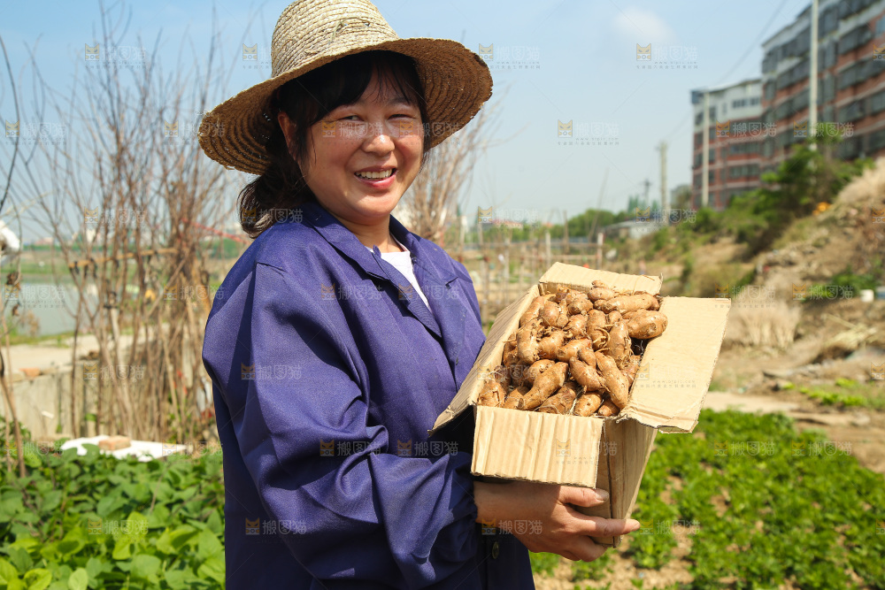 农田里女人手拿着一箱沙姜