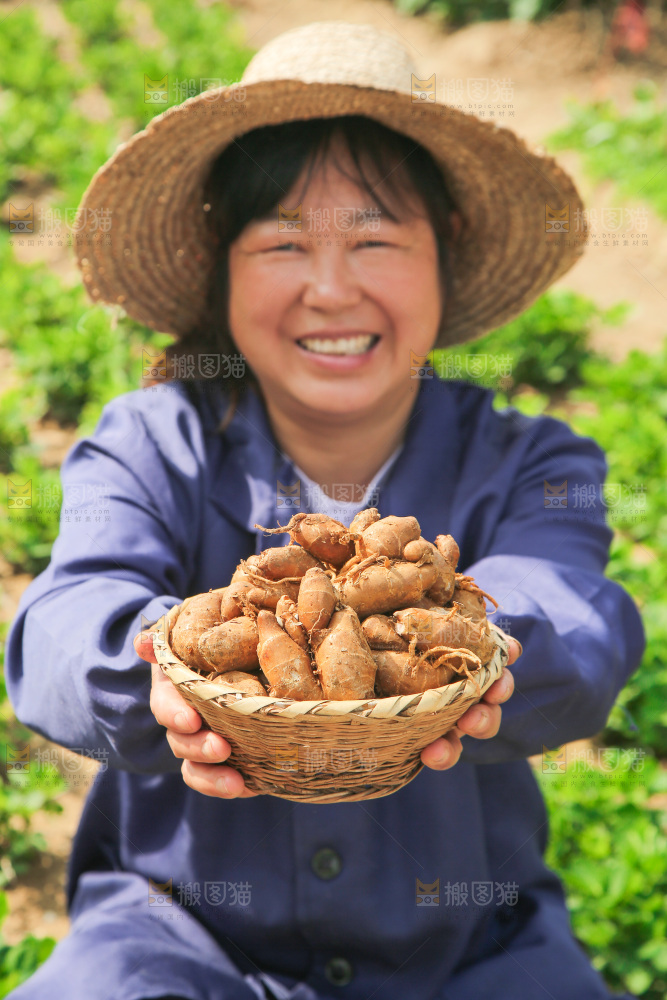 农田里女人手捧着一篮沙姜