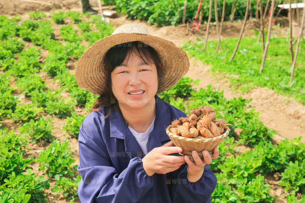 农田里女人手端着一篮沙姜