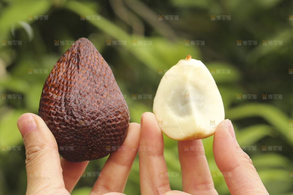 手里拿着新鲜印尼蛇皮果
