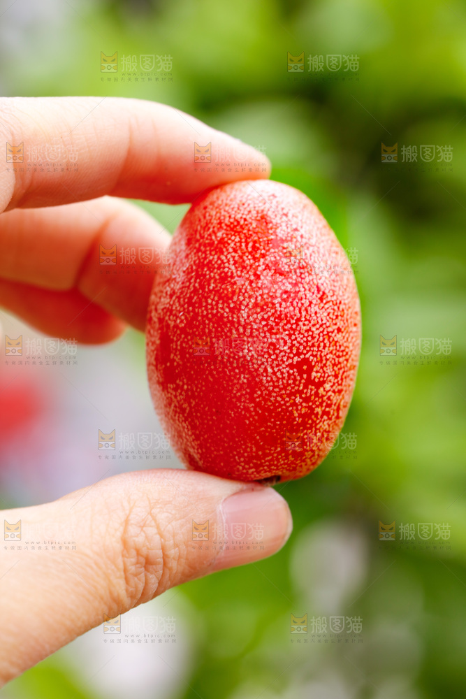 手里拿着羊奶果