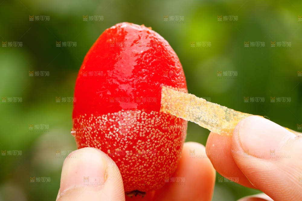 手剥皮新鲜羊奶果