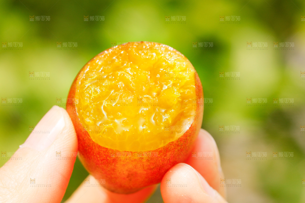 手里拿着新鲜西梅