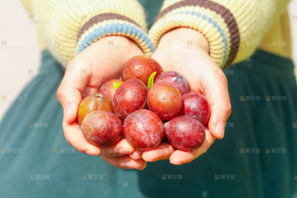 手里捧着西梅