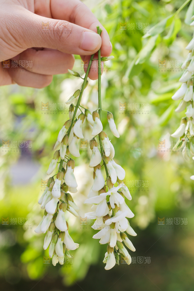 手里拿着新鲜槐花