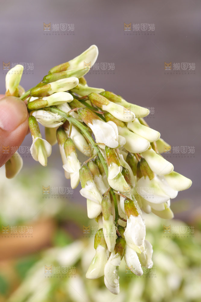 手里拿着野生槐花