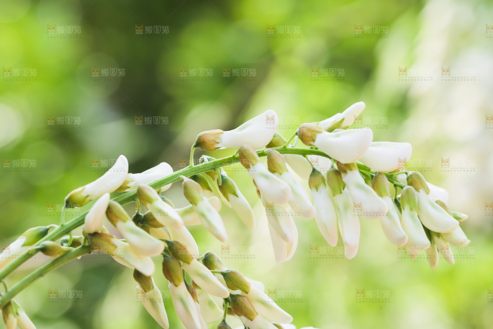 新鲜槐花