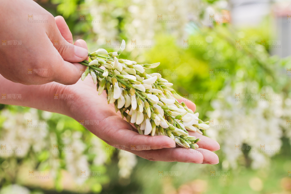 手里拿着新鲜槐花