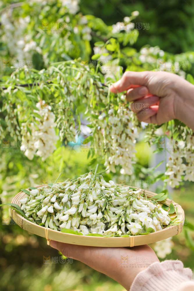 采摘洋槐花