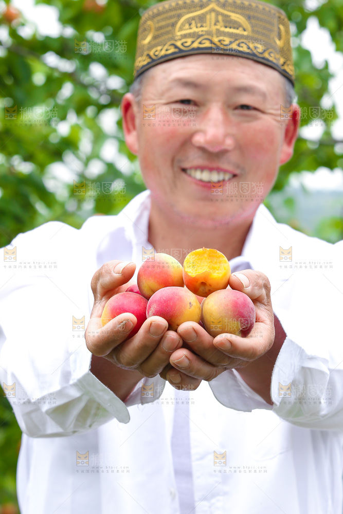 果园里老人手里捧着小红杏