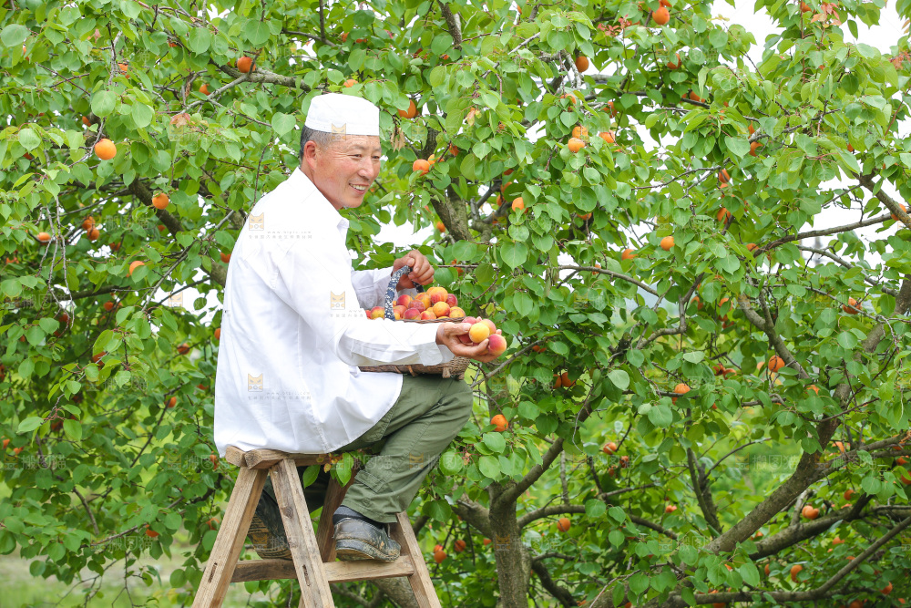 果园种植