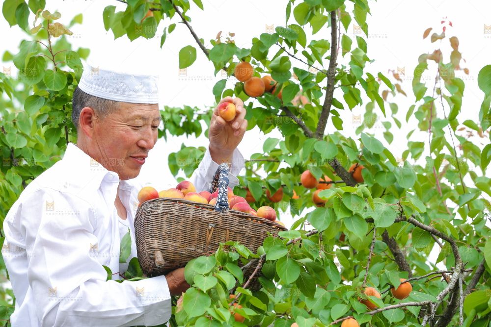 果园里老人新鲜采摘小红杏