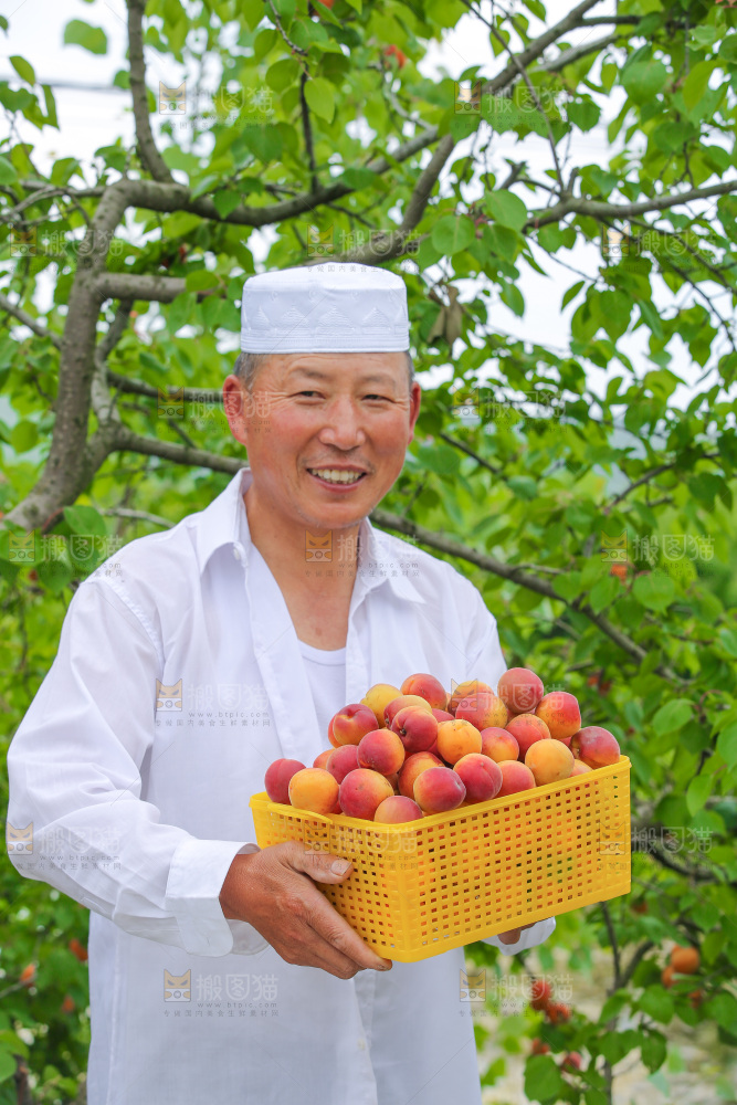 果园里男人手里端着一篮新疆小红杏