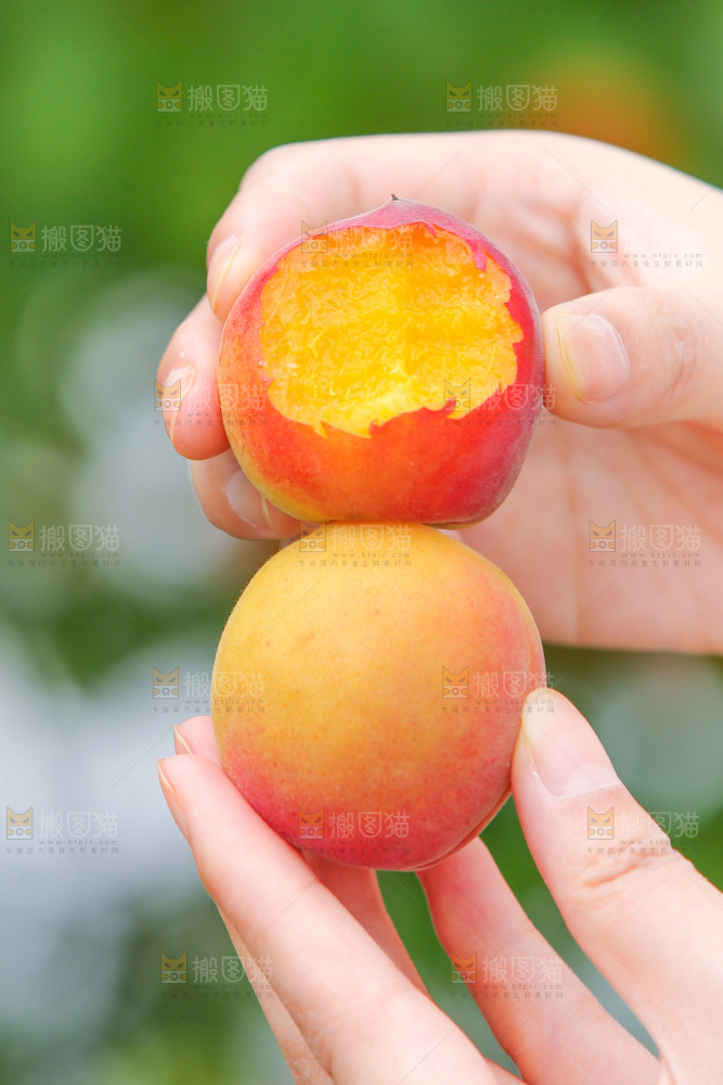 手里拿着红杏