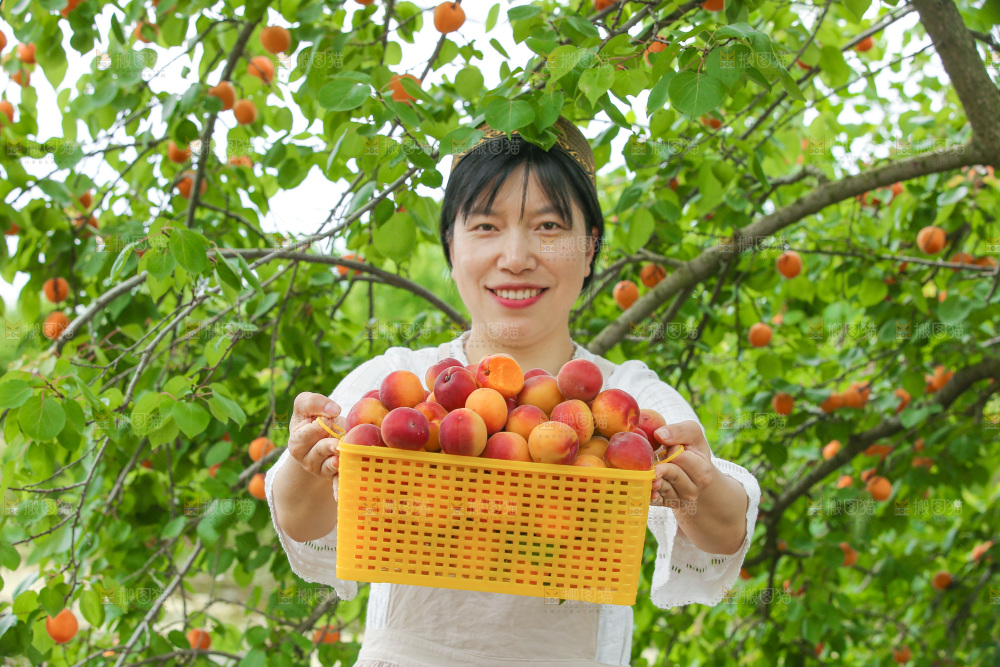 果园里女人手里端着一篮小红杏