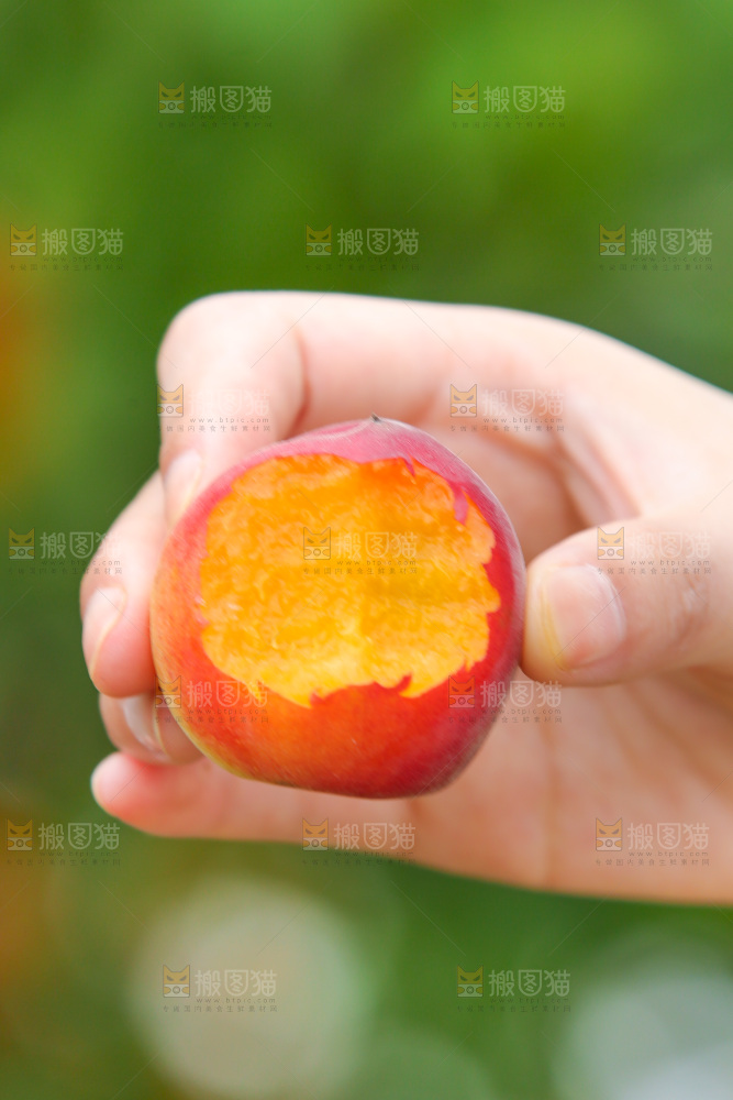 小红杏