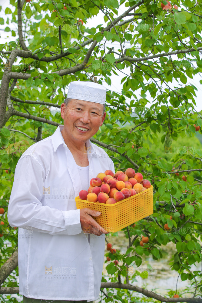 果园里男人手里端着一篮新疆小红杏
