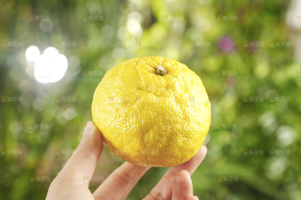 手里拿着贡柚