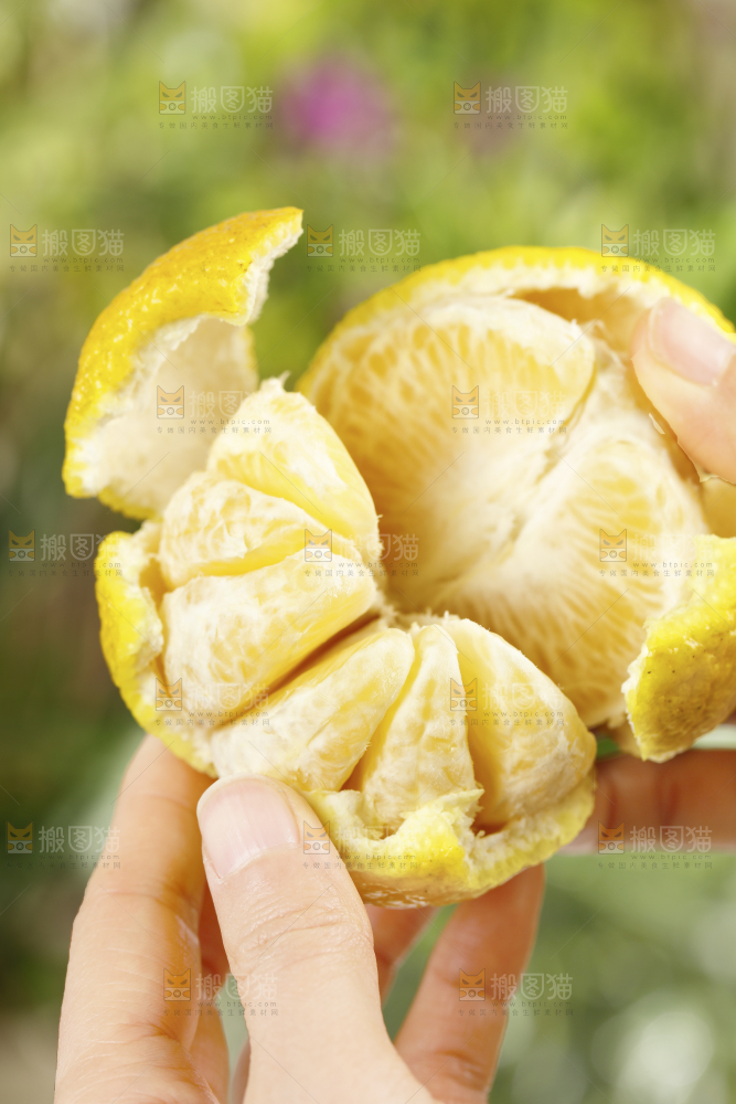 手里拿着贡柚