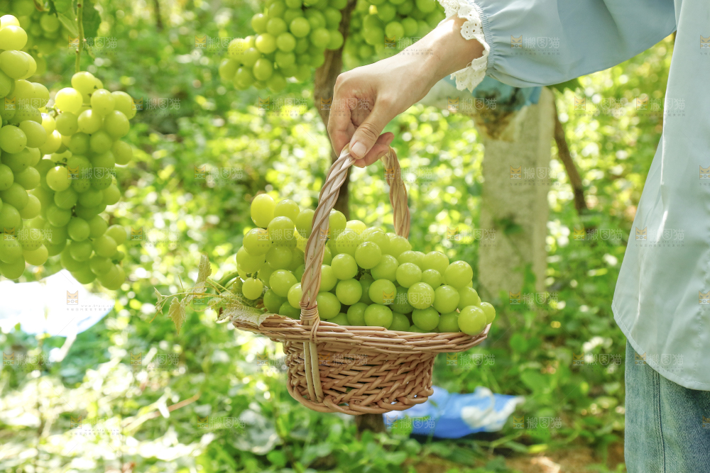 果园手里提着一篮阳光玫瑰葡萄
