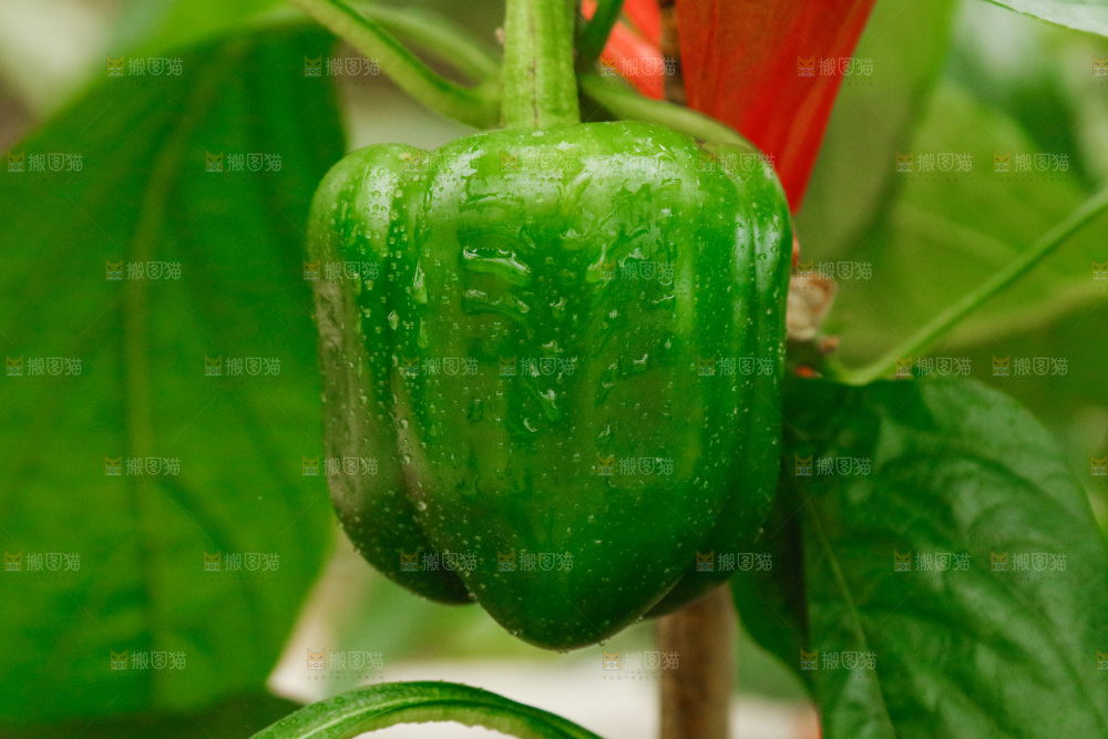 五彩椒种植基地
