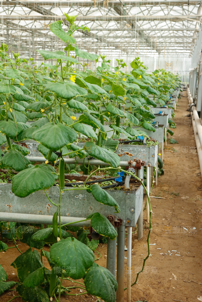 温室水果黄瓜种植基地